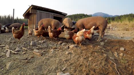 Pigs-and-hen-having-food-in-the-farm-4k