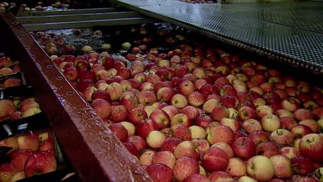 huge batch of red apples being washed in water at processing factory