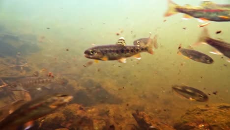 school of rainbow trout