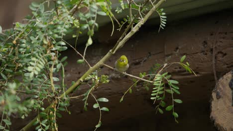 Mittlere-Statische-Aufnahme-Eines-Japanischen-Brillenvogels-Auf-Einem-Busch-In-Der-Nähe-Eines-Gebäudes,-Bevor-Er-Davonfliegt