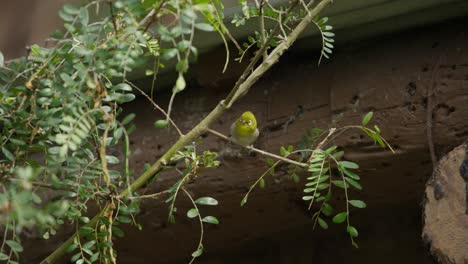 disparo estático medio de un pájaro japonés de ojos blancos en un arbusto cerca de un edificio antes de volar