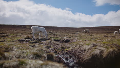 Manada-De-Renos-Cairngorm-En-Libertad-En-Las-Tierras-Altas-De-Escocia-Slomo