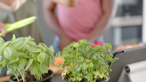 tending to potted herbs in home kitchen, couple gardening together