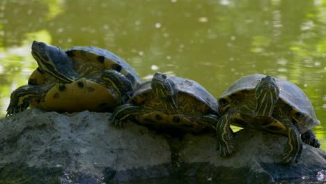 close up shot showing group of resting turtles on rock in front of naturel lake during hot summer day