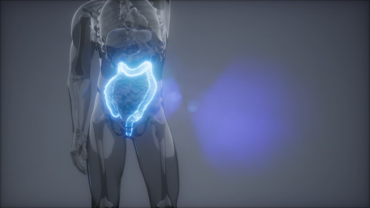 examen de radiología del colon humano