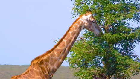 girafa africana vista de perfil comiendo hojas de un árbol