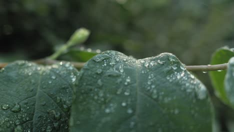 raindrops on leaves after rain with delicate light, close up