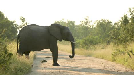 wide shot of an african elephant cow standing in the road and lifting her trunk, greater kruger