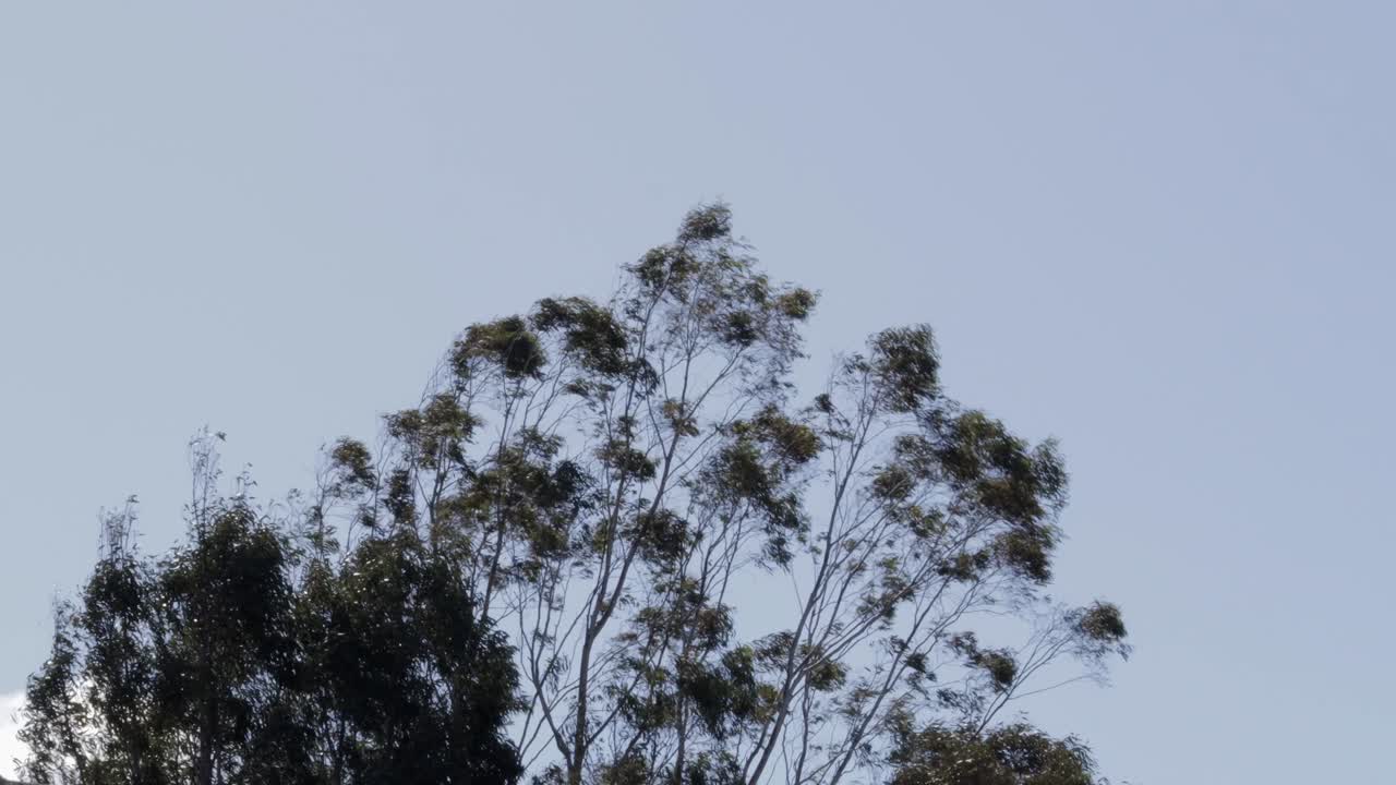 Gum Trees Moving In Strong Wind