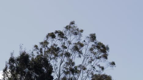 gum trees moving in strong wind