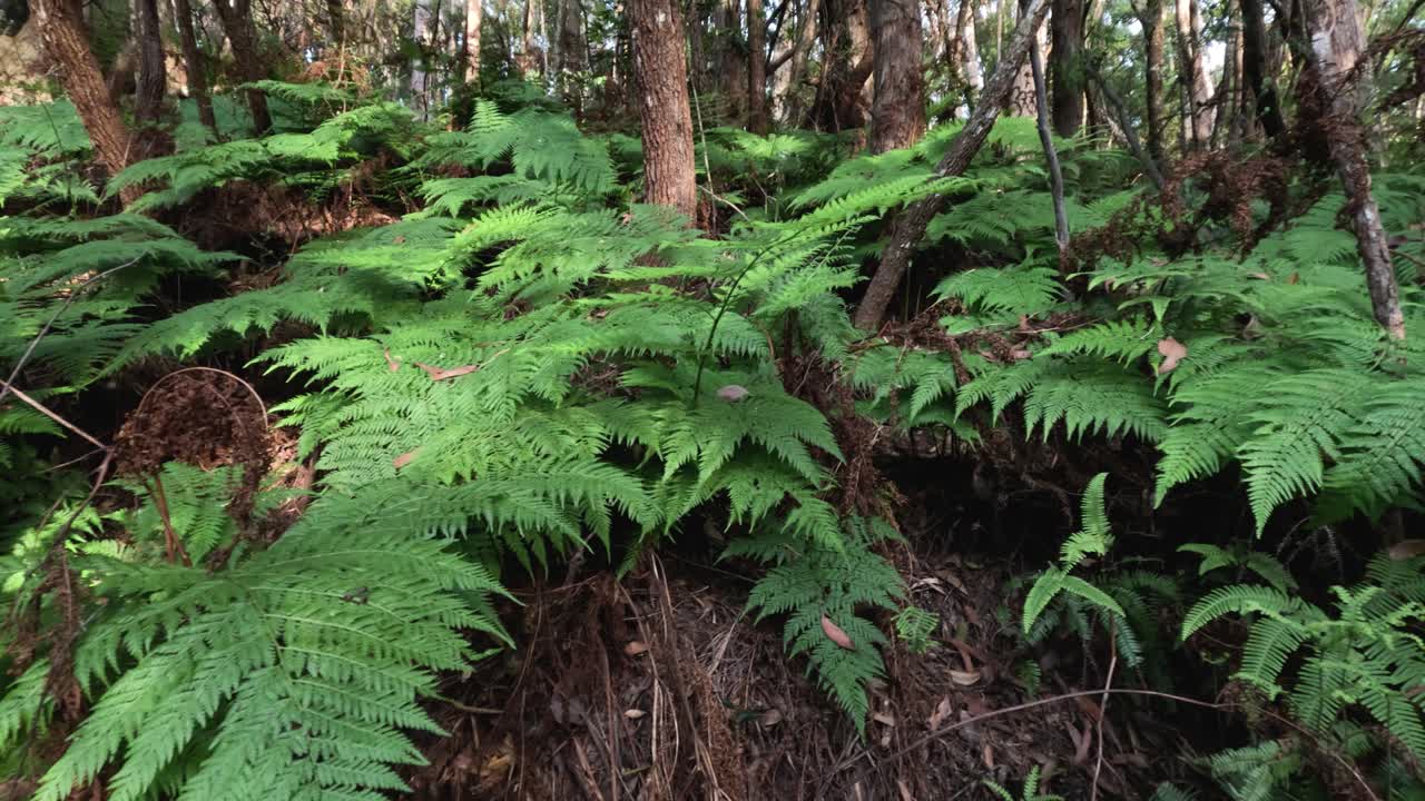 울불 한 숲 속 의 초록색 페른