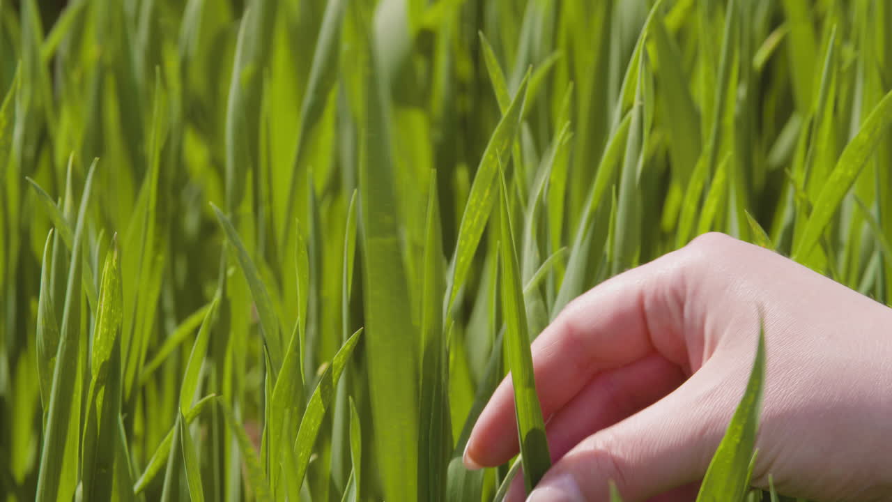 Green growing wheat in an agricultural field