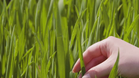cultivo de trigo verde en un campo agrícola