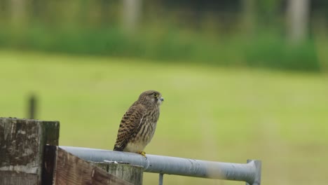 common kestrel, or eurasian kestrel, bird of prey perched on a gate in netherlands