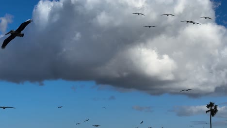 pelícanos volando de cerca, mostrando nubes blancas y hinchadas, una palmera y un cielo azul en el sur de california