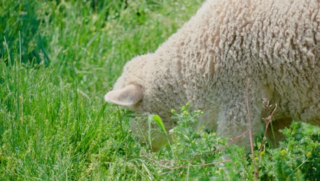 close up of furry sheep grazing on green fields in anseong farmland, south korea