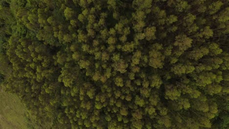 vista aérea de árboles en un bosque en asturias