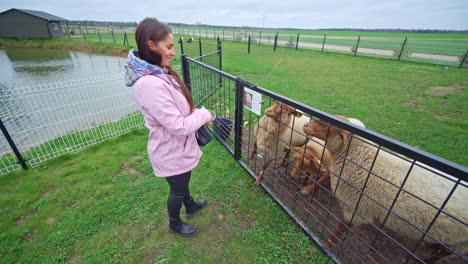 caring for the flock: rotating shot of a woman feeding sheep through a pen