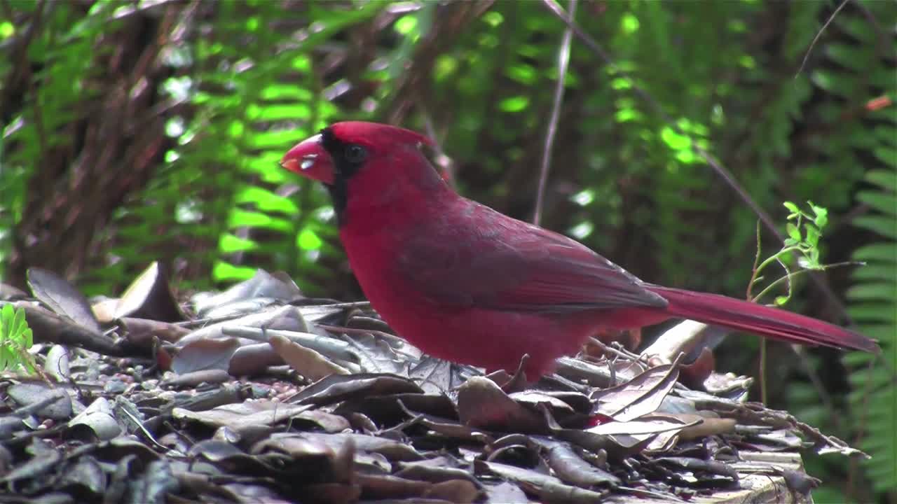 빨간 추기경 새가 나무 가지에 앉아