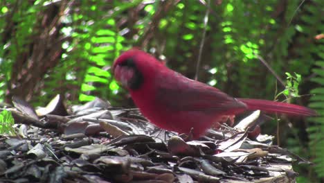 un pájaro cardenal rojo se sienta en una rama de árbol