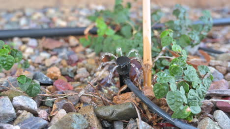 Irrigation-system-watering-young-plant-in-garden-with-rocks