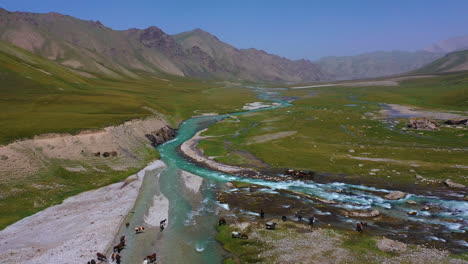 aerial drone view of a herd of horses drinking from a river in the breathtaking mountain wilderness of kyrgyzstan