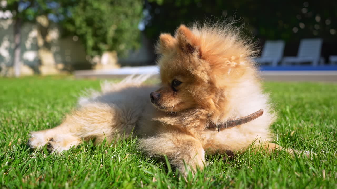Small pomeranian spitz blinking and looking around while resting on the grass at sunlight