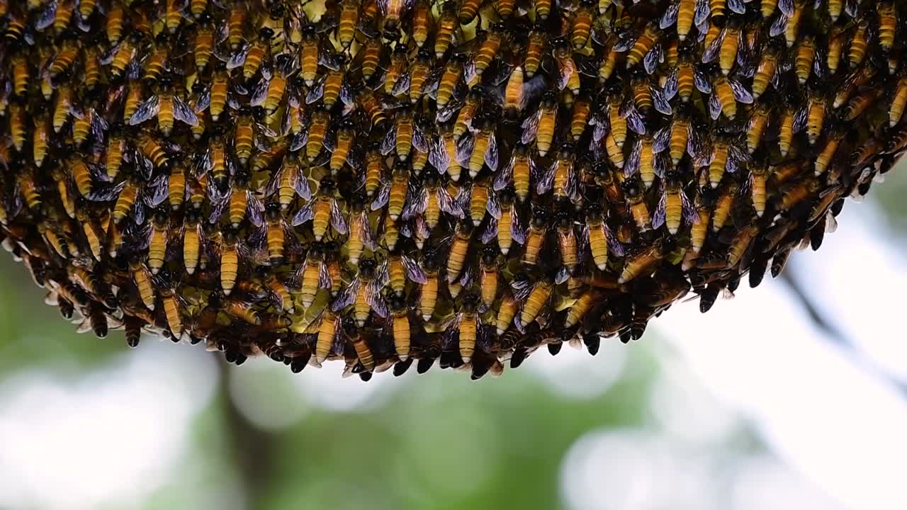 se sabe que las abejas melíferas gigantes construyen grandes colonias de nidos con bolsillos simétricos hechos de cera para almacenar miel como fuente de alimento.