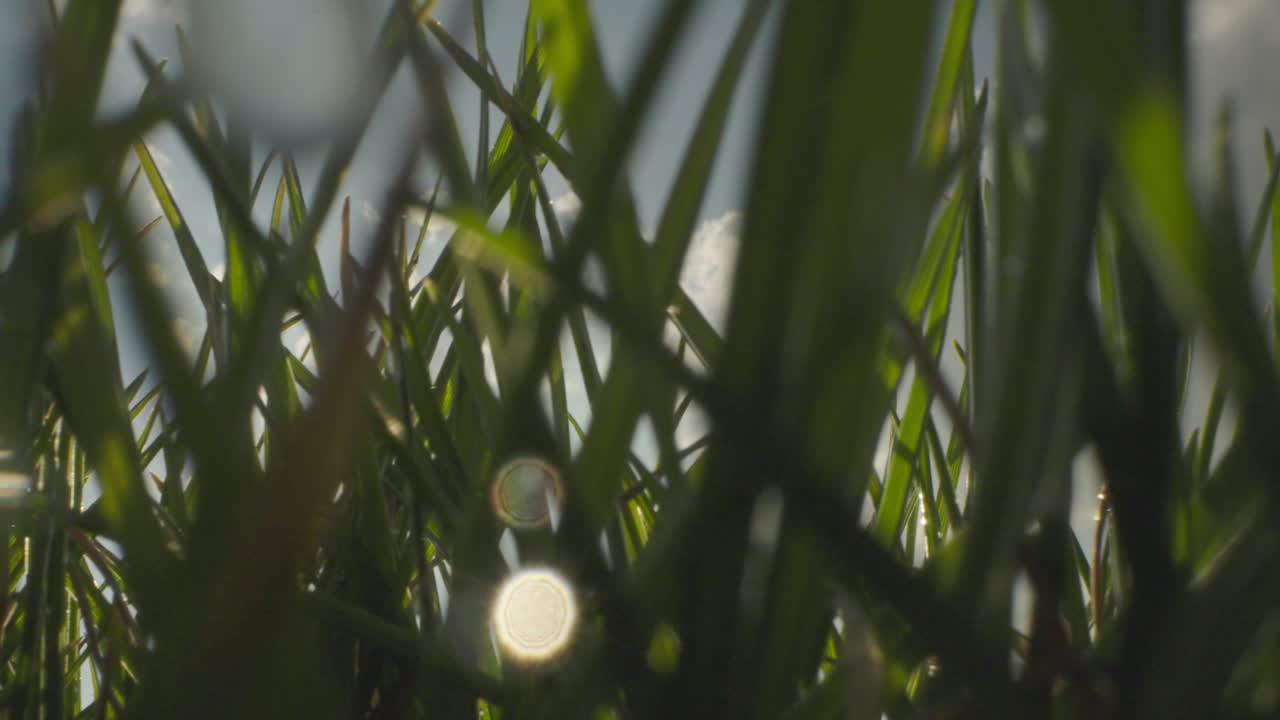 Close-up view of grass blades