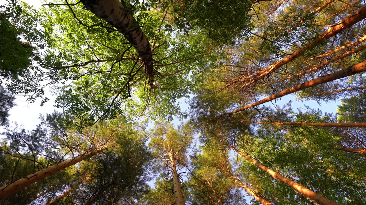 un paisaje mágico de verano. coronas verdes de árboles. disparado desde abajo, panorámica. movimiento suave de la cámara. concepto de verano, bucle de video, video 4k