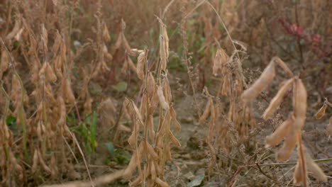 mature organic soy bean plants on field ready for harvest