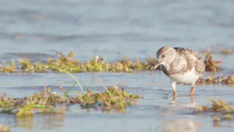 lavandera buscando comida y volteando algas en la orilla de la playa en cámara lenta