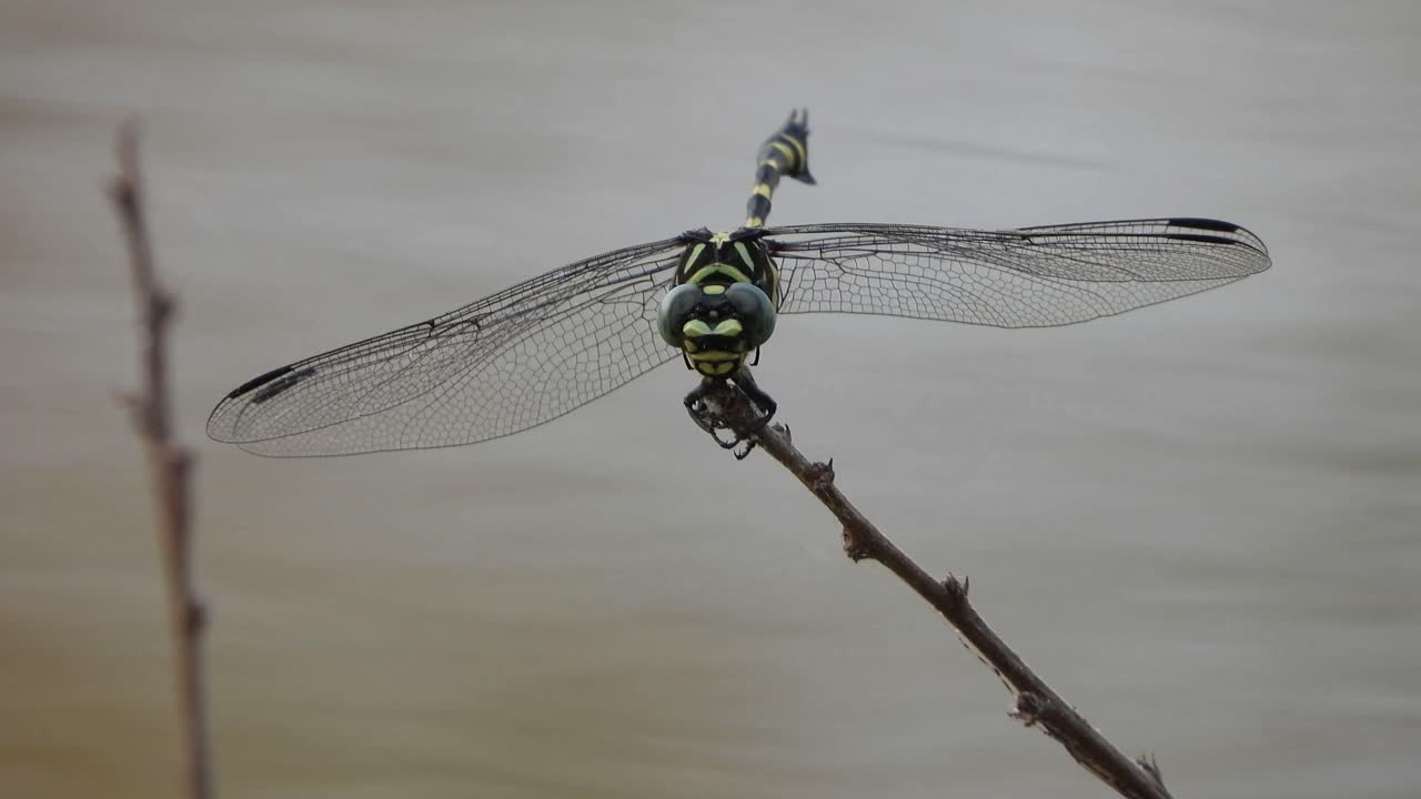 연못에 호랑이 잠자리.