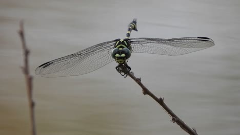 libélula tigre en estanque.