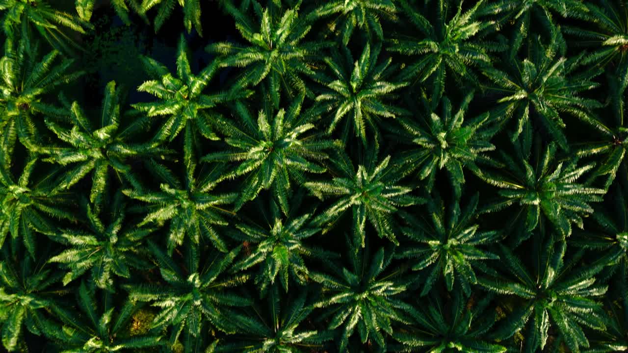 aerial drone shot over a field of palm trees, which rises up to reveal the extensive vegetation around the palm grove.