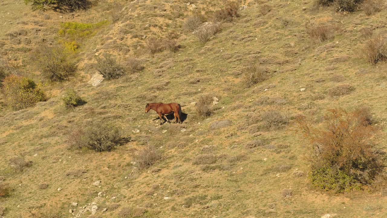 caballo pastando en una ladera de la montaña