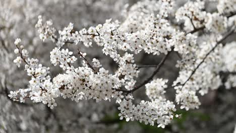 white blossoms on tree branches in slow motion