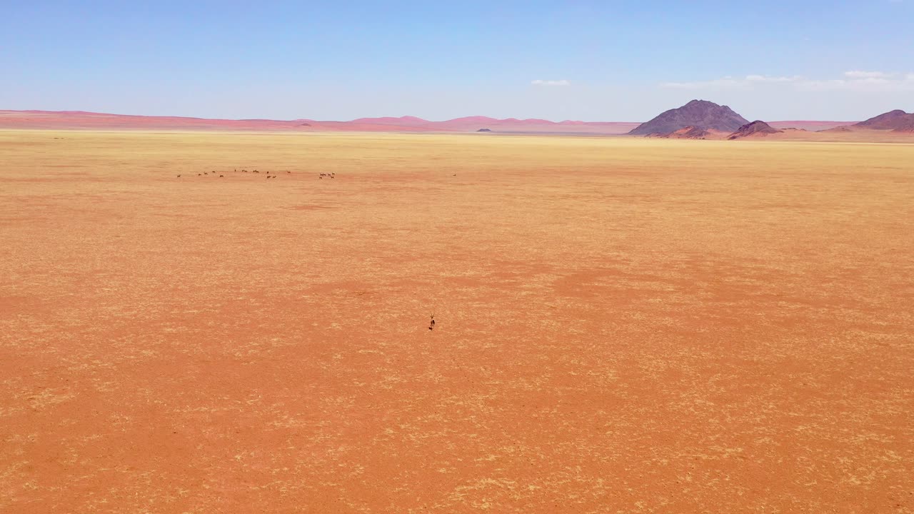 나미비아 사막 나미비아 근처의 빈 사바나와 아프리카 평원을 가로질러 오릭스 무리를 향해 달리는 고독한 영양 위의 공중