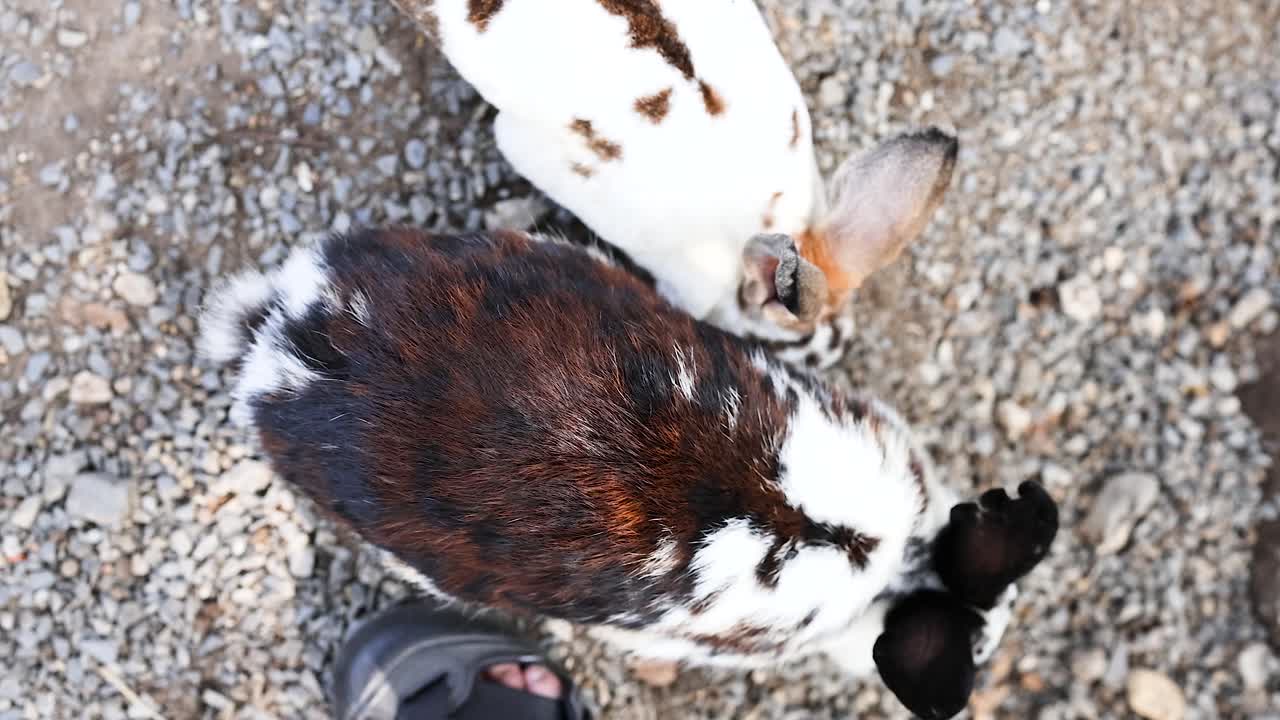 시장 에서 자갈 에 대해 상호 작용 하는 토끼 들