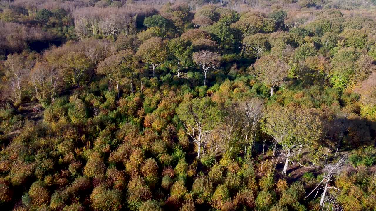 Alberi e arbusti dai colori autunnali ripresi in 4K da drone
