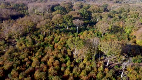 autumn coloured trees and bushes captured in 4k by drone