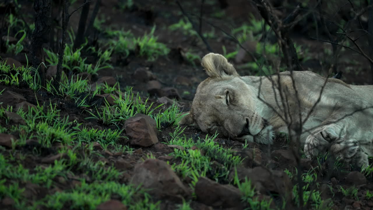 Female lion, lioness sleeping peacefully in the bright green newly sprouted grass after a natural firebreak in a African safari park