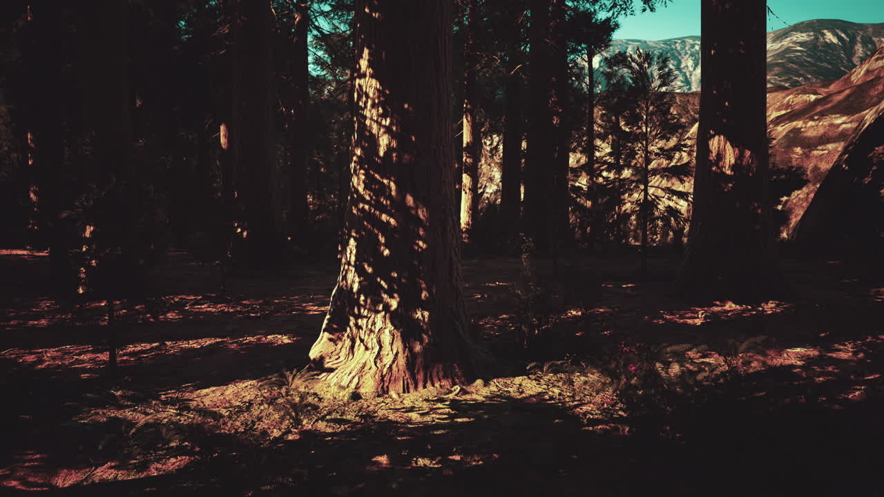 세코이아 국립 공원 에서 땅 위 에  ⁇ 아 있는 거대한 세코이아 나무 들