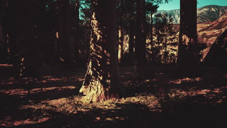 Giant-sequoia-trees-towering-above-the-ground-in-Sequoia-National-Park