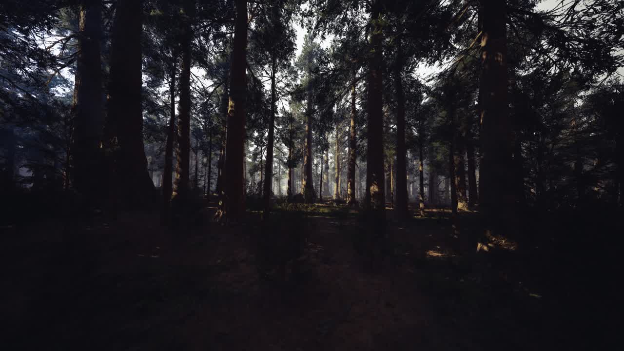 Scena forestale misteriosa: boschi nebbiosi con sottobosco in ombra.