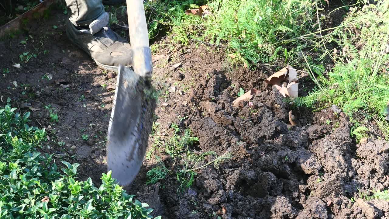 A person digging in the garden with a shovel