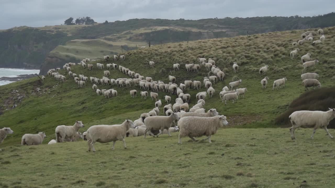 View of a sheep hed walking along a grassy coast. Wide angle view zoom out, hand-hold