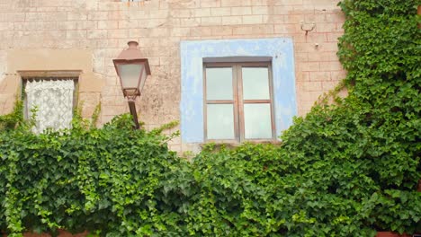 exuberantes plantas verdes que se arrastran en la pared con farola en el pueblo medieval