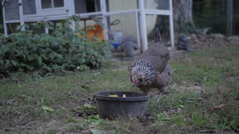 Pollos-Comiendo-Melones-Frente-A-Un-Gallinero-En-Cámara-Lenta-4k