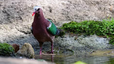 Gewöhnliche-Smaragdtaube,-Die-Sich-An-Einem-Heißen-Tag-Nach-Einem-Bad-Im-Wald-Pflegt,-Chalcophaps-Indica,-In-Zeitlupe